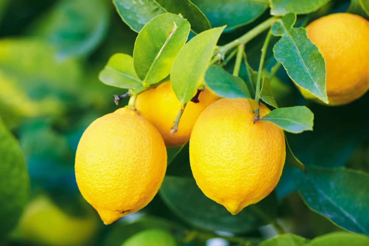 Fresh Lemons 4Pack